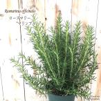 ローズマリー 苗 マリンブルー 5号鉢 立性 宿根草 苗木 花木 ハーブ苗 Herb