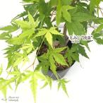  предварительный заказ распродажа клен . Izumi 12cm pot контактный дерево рассада . лист momiji садовое дерево саженец Hanaki take 4 месяц средний . после отправка 