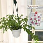 観葉植物 ホヤ セブンスター 4号 吊り鉢 吊り下げ ハンギング ベラ サクララン 観葉植物 室内 贈り物 プレゼント インテリア おしゃれ