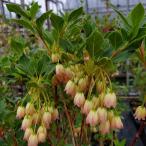 予約販売ドウダンツツジ岩しだれ10...