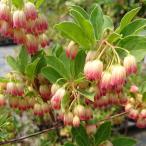 予約販売ドウダンツツジ口紅更紗10...