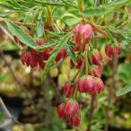 予約販売ドウダンツツジ柳葉10.5...