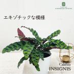 観葉植物 カラテア インシグニス 4号鉢 観葉植物 小型 小さい 室内 贈り物 プレゼント インテリア おしゃれ