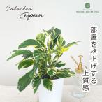 ショッピング観葉植物 観葉植物 カラテア エンペラー 4号鉢 観葉植物 小型 小さい 室内 贈り物 プレゼント インテリア おしゃれ