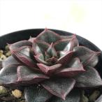 ショッピングエケベリア 多肉植物 skエケベリア モノケロティス 多肉植物 エケベリア 7.5cmポット