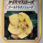 予約販売 クリスマスローズ苗 ゴールドネオンシェード 杉山交配 9cmポット 宿根草 ガーデニング sgy 9月中旬以降発送