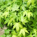  предварительный заказ распродажа клен правый близко 12cm pot контактный дерево рассада . лист momiji садовое дерево саженец Hanaki take 4 месяц средний . после отправка 