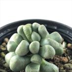 ショッピングエケベリア 多肉植物 hmアロイノプシス 唐扇 多肉植物 アロイノプシス 6cmポット