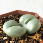 多肉植物asコノフィツム雨月多肉植...