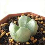 多肉植物asコノフィツムオペラロー...