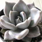  суккулентное растение skekebe задний be Bally суккулентное растение ekebe задний 7.5cm pot 