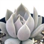 多肉植物 skエケベリア juliana ユリアナ 多肉植物 エケベリア 7.5cmポット