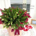 予約販売 デンマークカクタス 紅白 