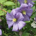 ショッピングクレマチス 予約販売 クレマチス 苗 プリンスチャールズ 遅咲き大輪系 落合さんのクレマチス 2年生苗 10.5cmポット ochi 3月上旬以降発送