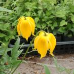 予約販売 クレマチス 苗 ランプトンパーク タングチカ系 落合さんのクレマチス 2年生苗 10.5cmポット ochi 3月上旬以降発送