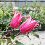 ショッピングクレマチス 予約販売 クレマチス 苗 ハッピーダイアナ テキセンシス系 落合さんのクレマチス 2年生苗 10.5cmポット ochi 3月上旬以降発送