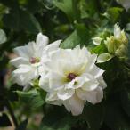 ショッピングクレマチス 予約販売 クレマチス 苗 うさぎの雪遊び パテンス系 落合さんのクレマチス 2年生苗 10.5cmポット ochi 3月上旬以降発送