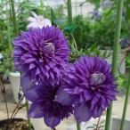 ショッピングクレマチス 予約販売 クレマチス 苗 彗星2号 パテンス系 落合さんのクレマチス 2年生苗 10.5cmポット ochi 3月上旬以降発送