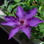 ショッピングクレマチス 予約販売 クレマチス 苗 マリアルイスヤンセン パテンス系 落合さんのクレマチス 2年生苗 10.5cmポット ochi 3月上旬以降発送
