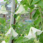 ショッピングクレマチス 予約販売 クレマチス 苗 ホーゲルビーホワイト ビチセラ系 落合さんのクレマチス 2年生苗 10.5cmポット ochi 3月上旬以降発送