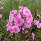 予約販売宿根フロックス苗バレンチナ...