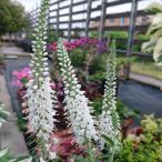 予約販売ベロニカ苗ロンギフォリアホ...