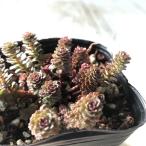ショッピング多肉植物 多肉植物 seセダム ミッデンドルフィアヌム ストイアツム 多肉植物 セダム 9cmポット