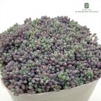 ショッピング多肉植物 多肉植物 seセダム ばらまきパープルヘイズ 多肉植物 セダム ダシフィルム リファレンス 姫星美人 9cmポット