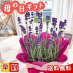 【クーポン配布中】まだ間に合う！ ラベンダー 5号鉢 送料無料 母の日ギフト 花 鉢植え best