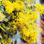 アカシア ミモザアカシア 9cmポット 庭木 苗木 花木