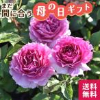 \まだ間に合う/ 母の日 プレゼント バラ ロサ オリエンティス シェエラザード 登録品種 6号鉢 送料無料 母の日ギフト 薔薇 花 鉢植え unu