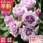 ＼ 早割 ／ 母の日 プレゼント バラ 河本バラ園 夜来香 登録品種 6号鉢 イエライシャン 送料無料 母の日ギフト 薔薇 花 鉢植え unu 日本花キ流通