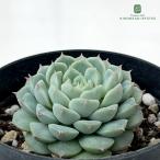 ショッピングエケベリア 多肉植物 skエケベリア アルバ美尼 多肉植物 エケベリア 7.5cmポット