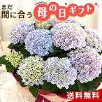＼まだ間に合う／ 母の日 プレゼント アジサイ マジカルレボリューショングラデーション 5号鉢 送料無料 母の日ギフト 花 鉢植え あじさい 紫陽花
