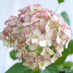 ショッピングアジサイ 予約販売 アジサイ アナベル ピコティシャルマン 13.5cmポット 登録品種 ハイドランジア 苗 花苗 苗木 あじさい 紫陽花 krt ４月中旬以降発送