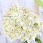 予約販売 アジサイ アナベル ルパルフェ 13.5cmポット 登録品種 ハイドランジア 苗 花苗 苗木 あじさい 紫陽花 krt ４月中旬以降発送