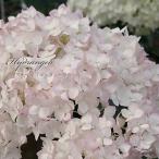 予約販売 アジサイ アナベル ルマニフィーク 13.5cmポット 登録品種 ハイドランジア 苗 花苗 苗木 あじさい 紫陽花 krt ４月中旬以降発送