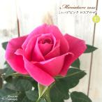 予約販売 ミニバラ ピンクロスアロ�