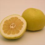 ショッピング文旦 スウィーティー 13.5cmポット 送料無料 苗木 庭木 柑橘類 果樹苗 接木苗 mri