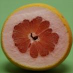 ショッピング文旦 文旦 紅まどか 13.5cmポット 送料無料 ぶんたん 苗木 庭木 柑橘類 果樹苗 接木苗 mri