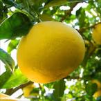 ショッピング文旦 文旦 土佐文旦 13.5cmポット 送料無料 ぶんたん 苗木 庭木 柑橘類 果樹苗 接木苗 mri