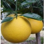 ショッピング文旦 文旦 メイポメロ 13.5cmポット 送料無料 ぶんたん 苗木 庭木 柑橘類 果樹苗 接木苗 mri