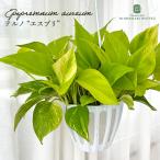  декоративное растение pothos terunoNo.017 esprit 5 номер горшок подвешивание горшок подвешивание ниже висячий бесплатная доставка декоративное растение салон подарок подарок интерьер модный регистрация товар вид 