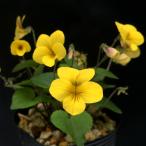 予約販売スミレ苗キスミレ7.5cm...