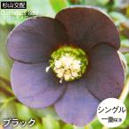 予約販売 クリスマスローズ苗 シングル ブラック 杉山交配 9cmポット 宿根草 ガーデニング sgy 9月中旬以降発送