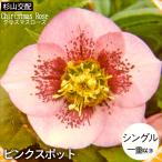 予約販売 クリスマスローズ苗 シングル ピンクスポット 杉山交配 9cmポット 宿根草 ガーデニング sgy 9月中旬以降発送