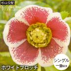 ショッピングクリスマスローズ クリスマスローズ苗  シングル ホワイトブロッチ 杉山交配 9cmポット 宿根草 ガーデニング sgy