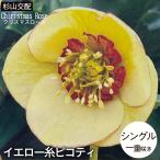 予約販売 クリスマスローズ苗 シングル イエロー糸ピコティ 杉山交配 9cmポット 宿根草 ガーデニング sgy 9月中旬以降発送