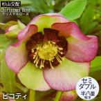 予約販売 クリスマスローズ苗 セミダブル ピコティ 杉山交配 9cmポット 宿根草 ガーデニング sgy 9月中旬以降発送
