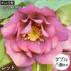 予約販売 クリスマスローズ苗 ダブル レッド 杉山交配 9cmポット 宿根草 ガーデニング sgy 9月中旬以降発送